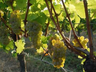 Grappes de sauvignon à maturité