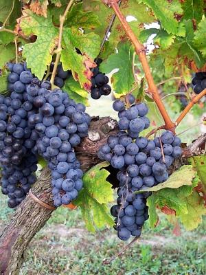 De la vigne...